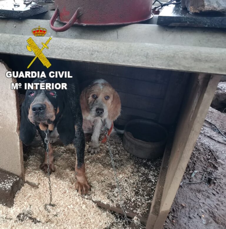 Achan animais mortos nun criadeiro de cans en Oza-Cesuras