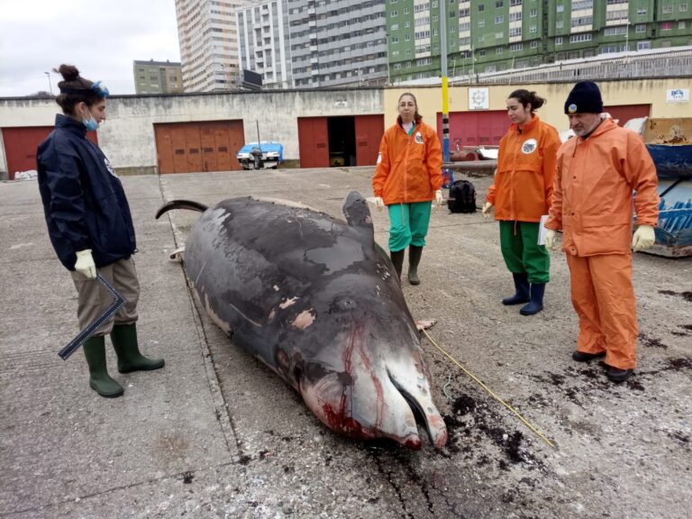 Os plásticos e o lixo mariño probable causa da morte do cetáceo de 6m atopado morto nas costas da Coruña