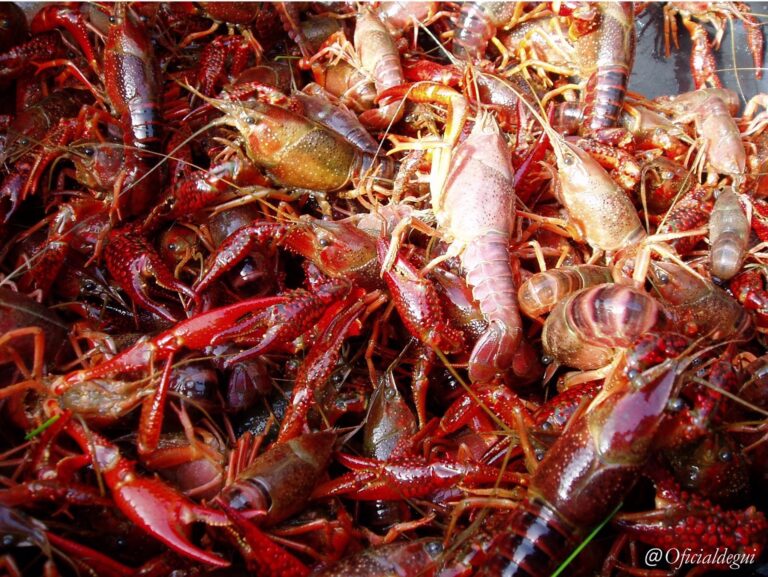 Retiran máis dun milleiro de cangrexos americanos no encoro de Cecebre dentro das Mariñas Coruñesas
