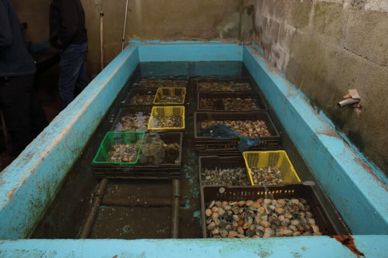 Comisan 78 quilos de marisco nunha depuradora ilegal na ría do Burgo, na Coruña