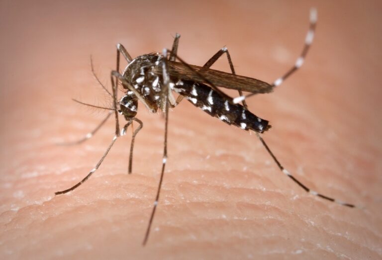Aedes albopictus-Mosquito tigre