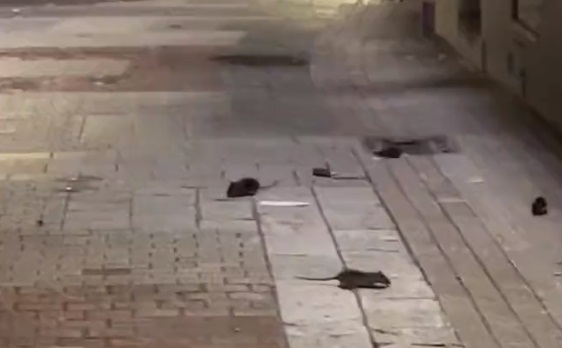 Vídeo. A Coruña invadida polas ratas