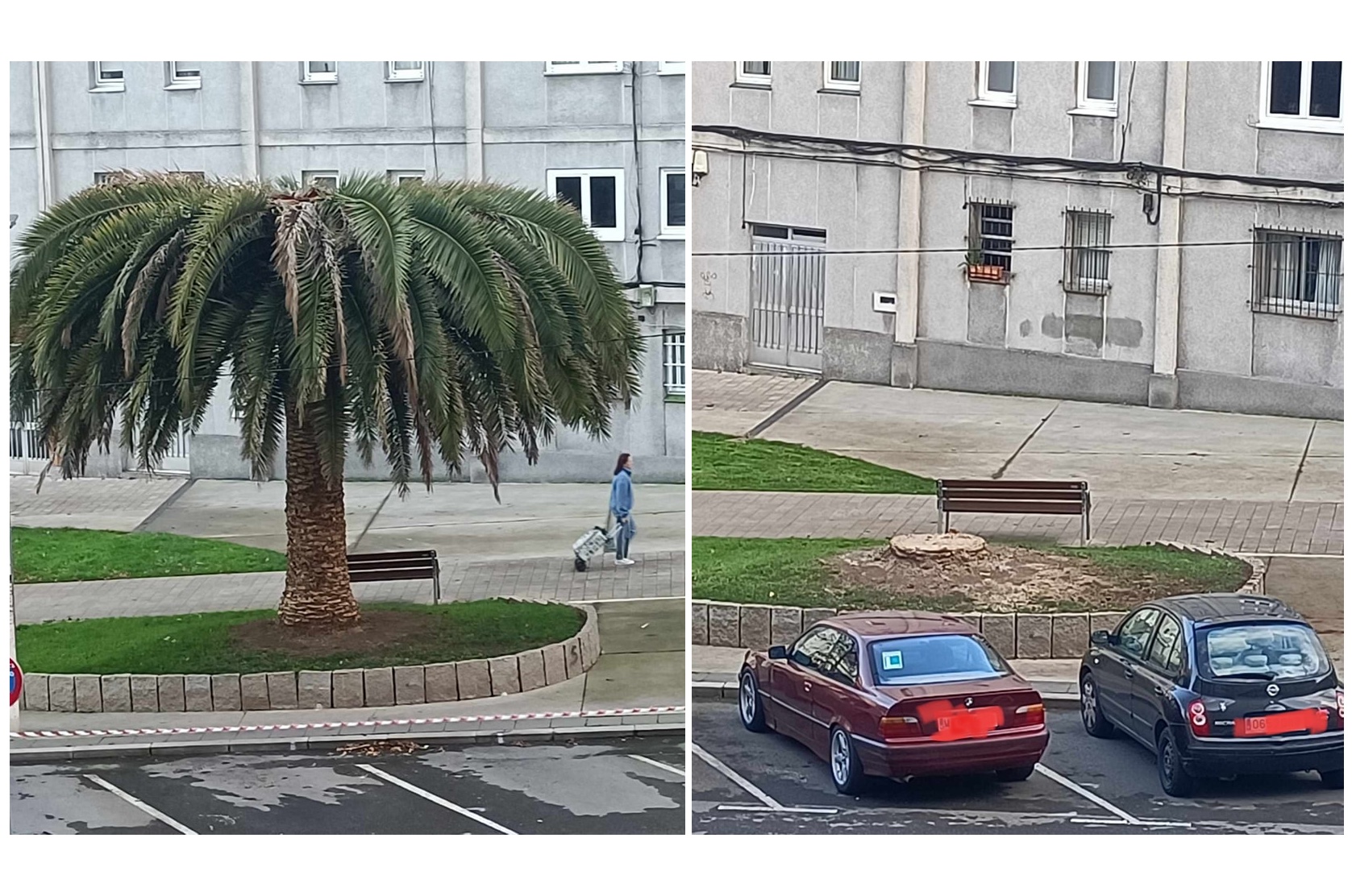 Palmeira talada da rua Monasterio de Caaveiro