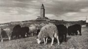 Torre de Hércules e ovellas, Alberto Martí, 1949