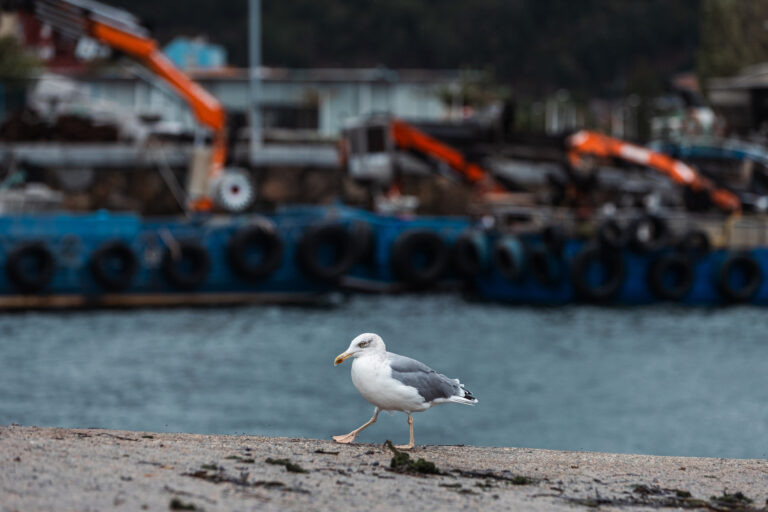 Detectan un caso de gripe aviaria nunha gaivota patiamarela en Oleiros