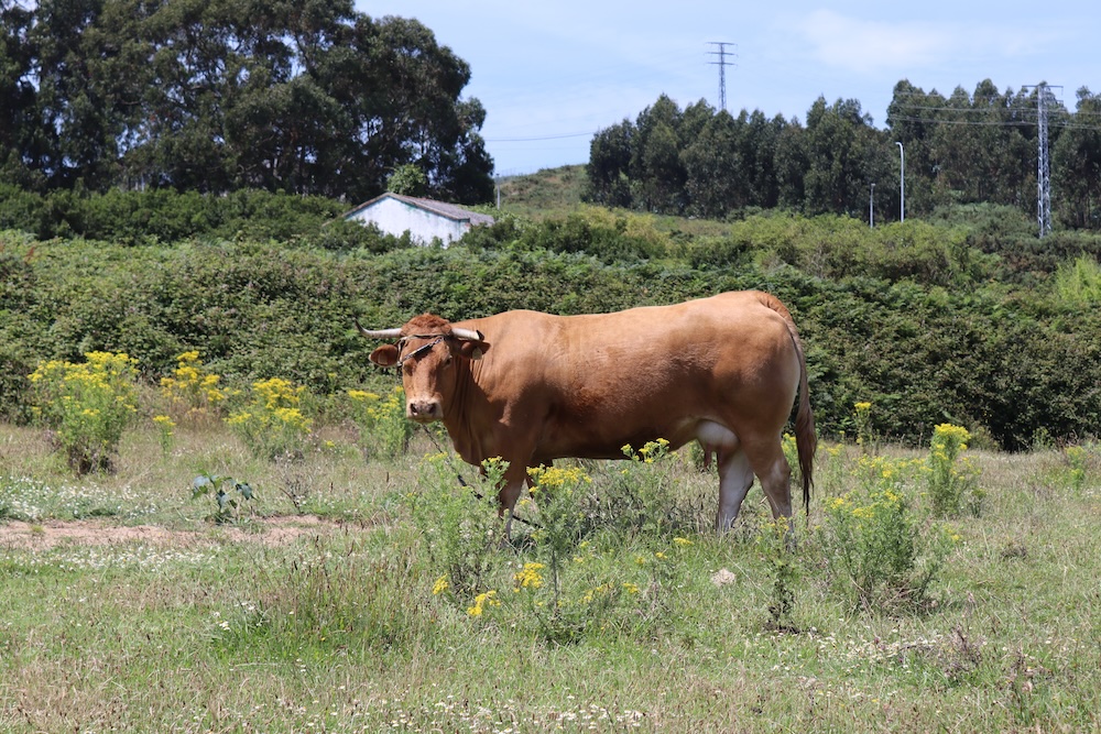 unha das vacas de Visma