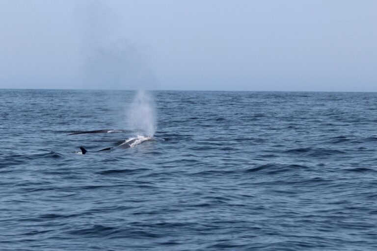 Divisan 15 baleas comúns preto das Illas Sisargas, nun mes que rexistra varios avistamentos desta especie