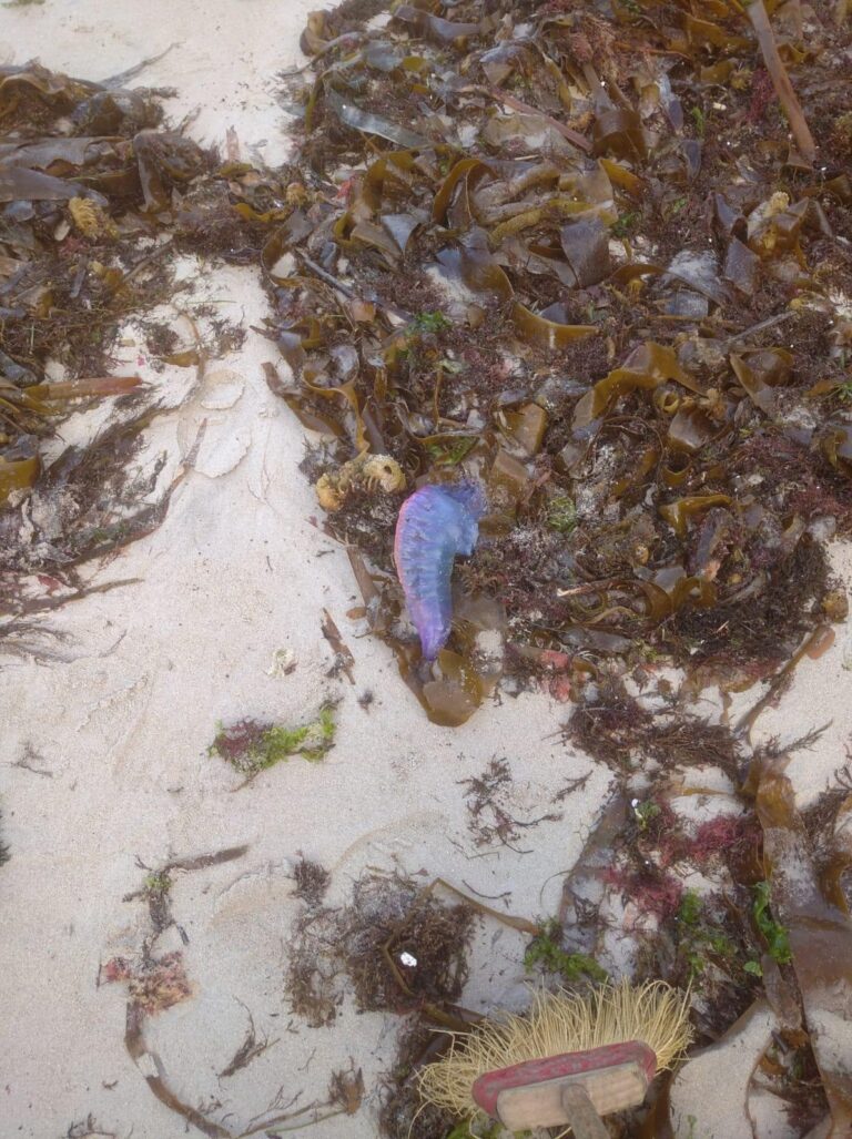 Retiradas 59 carabelas portuguesas nas praias de Santa Cristina, Bastiagueiro e Mera en Oleiros