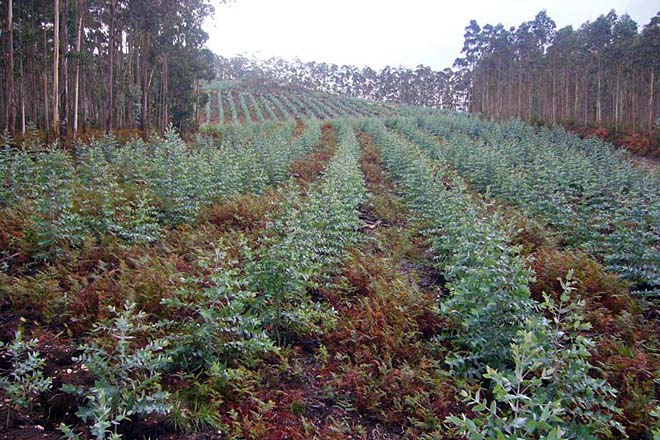 Plantacion eucalitos -foto-campogalego