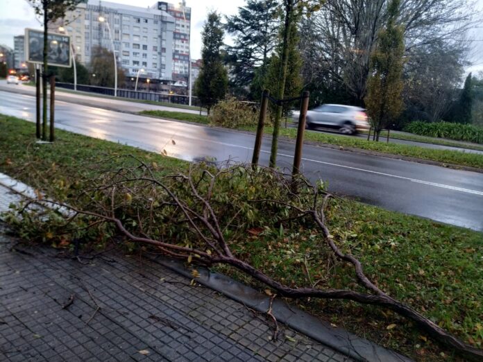 Unha árbore caída na Ronda de Outeiro preto da estación de tren