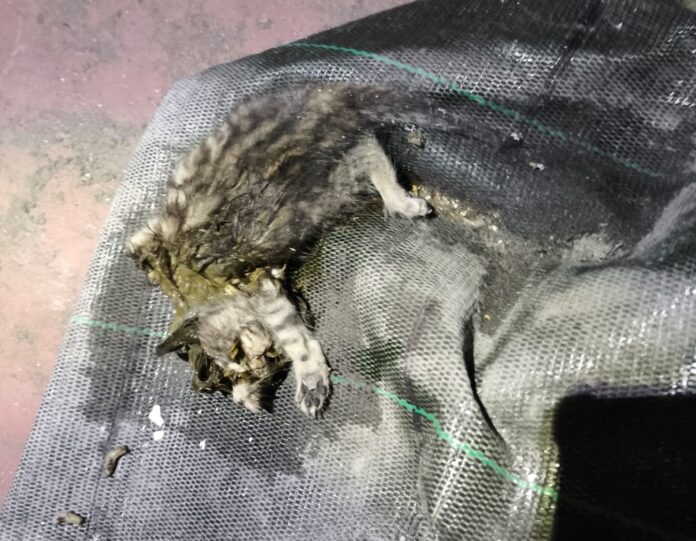 Gato morto atrapado nunha nave da Grela