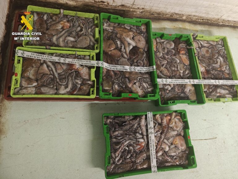 Intervidos máis de 150 quilos de polbo no porto da Coruña