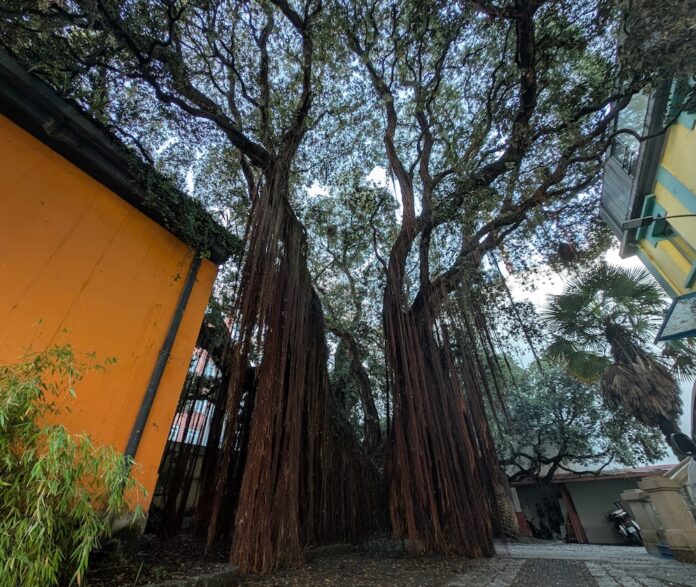 Metrosidero da Policia Local da Coruna
