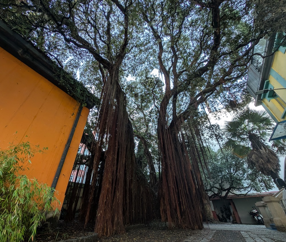 Metrosidero da Policia Local da Coruna