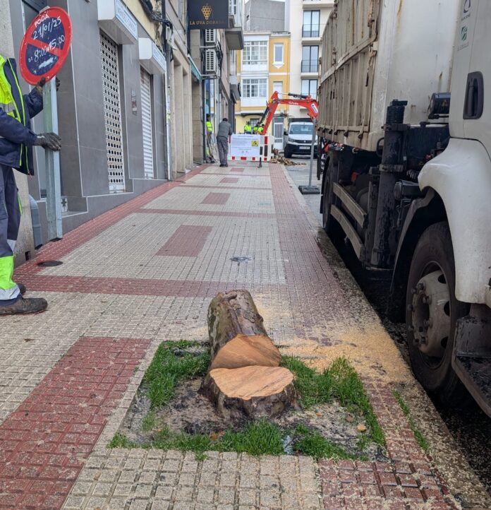 Eliminando os plantanos comuns da Rua Ramon del Cueto