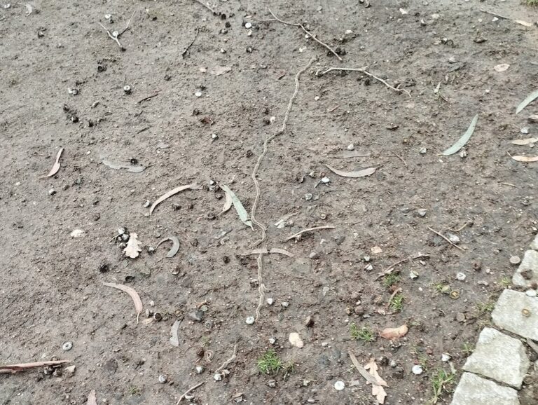 fotografía da procesionaria do piñeirio tomada no Parque de Santa Margarido o ano pasado