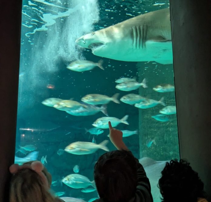 O tiburon gaston cumple 20 anos