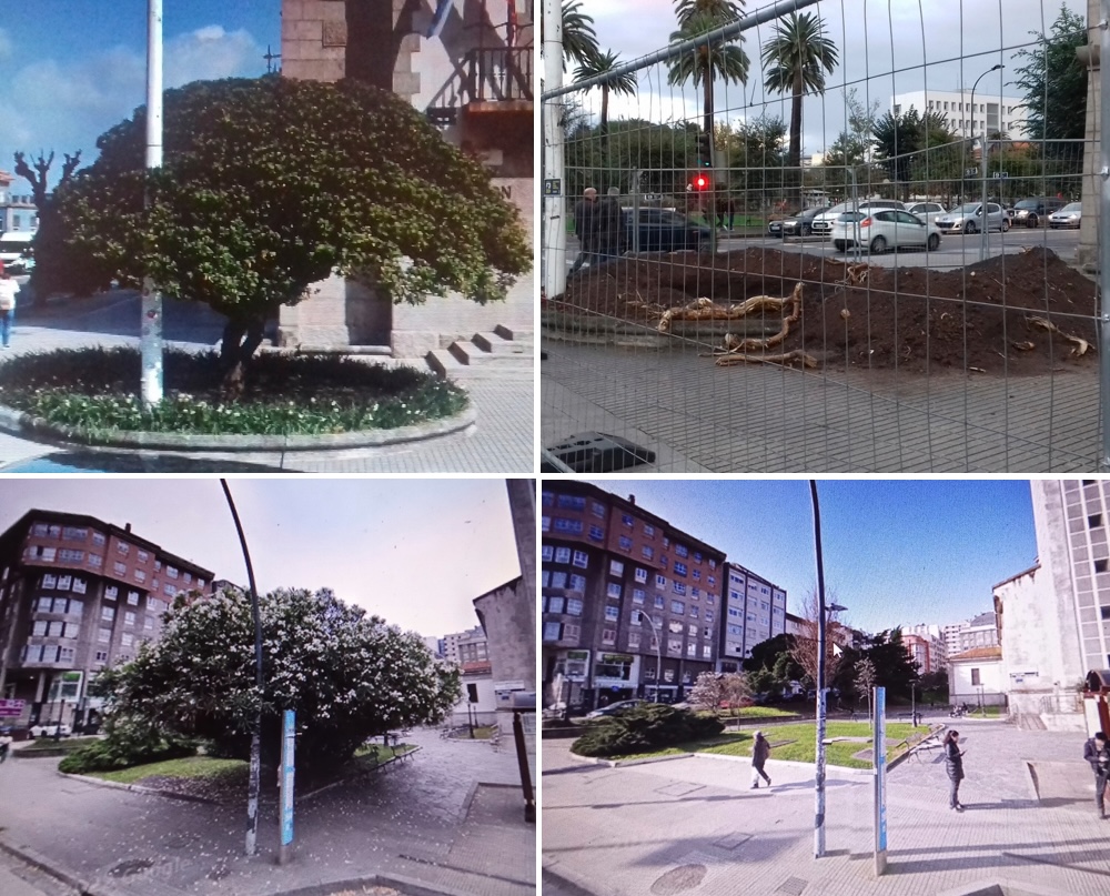 Arboricidio na Praza de Ourense na subdelegacion do Goberno da Coruna