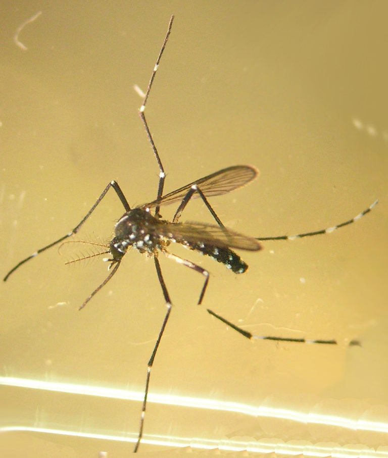 Aparece o mosquito tigre tamén na Coruña, sumándose a Pontevedra