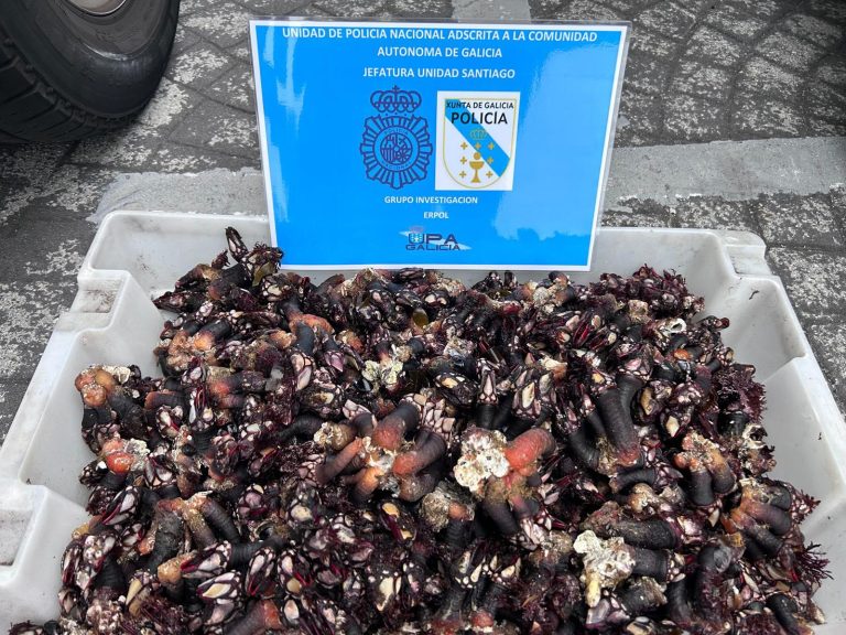 Comisan máis de 112 quilos de percebe furtivo na Coruña