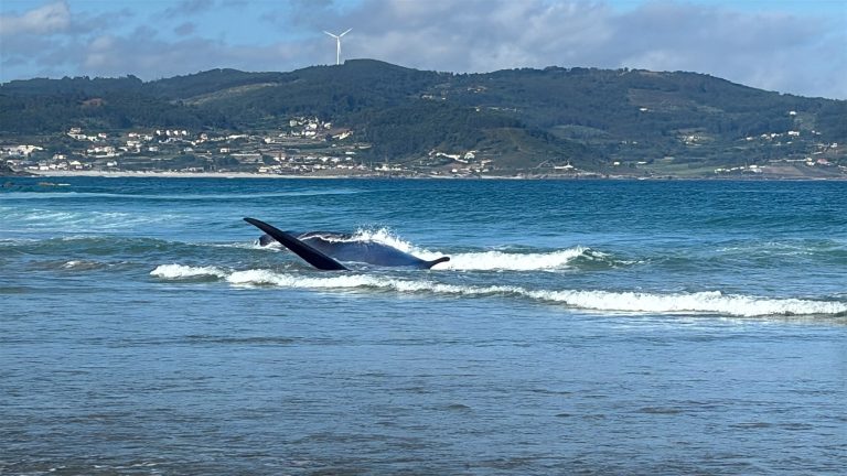 Reflota o corpo da balea varada en Sabón