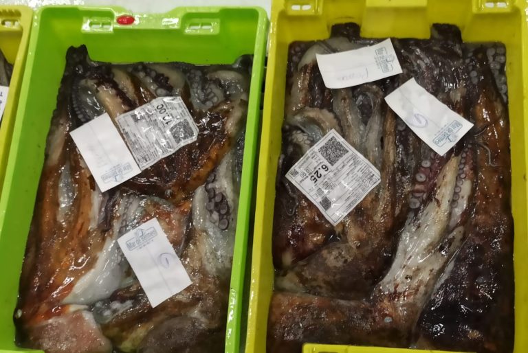 A Coruña programa dúas novas Rutas Mariñeiras para conectar a lonxa cos mercados municipais