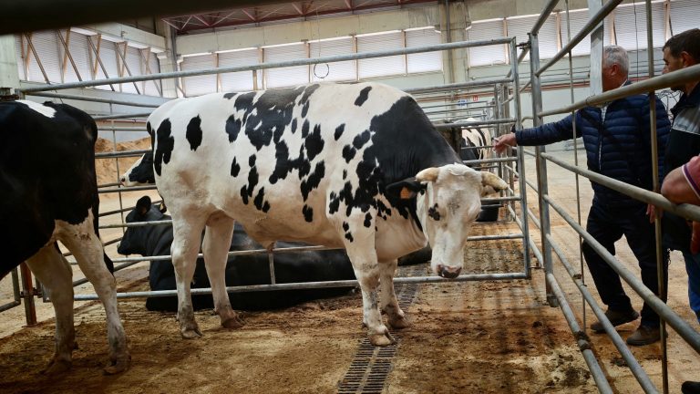 Un boi de Culleredo pulveriza o récor da Central Agropecuaria de Galicia: 10.521 euros