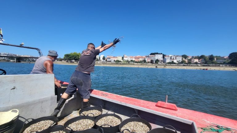 1 millón de sementes de ameixa babosa para recuperar o marisqueo da ría do Burgo