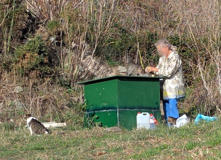 O Concello dixitalizará as colonias felinas da cidade